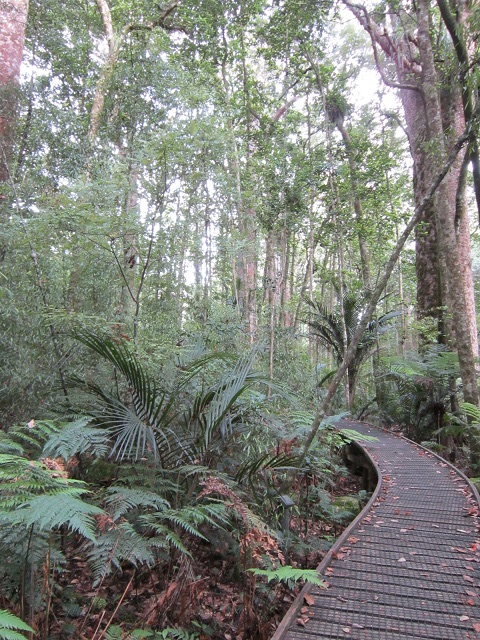 Nieuw Zeeland, Waipoa Forest, Boardwalk door Oerbos